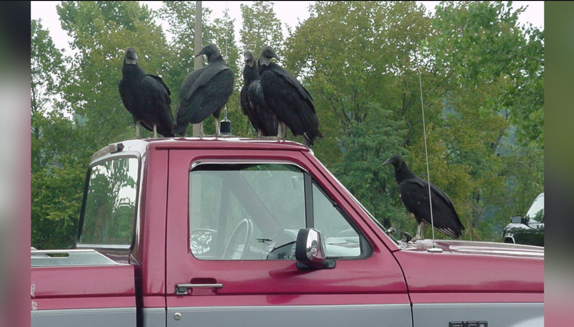 Black Vultures' Northward Expansion Creates New Conflicts with Farmers