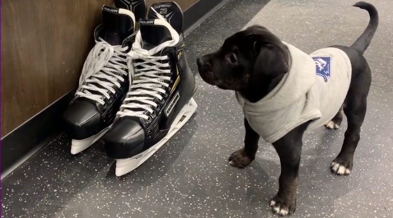 You can bring your dog to a Milwaukee Admirals game this Saturday