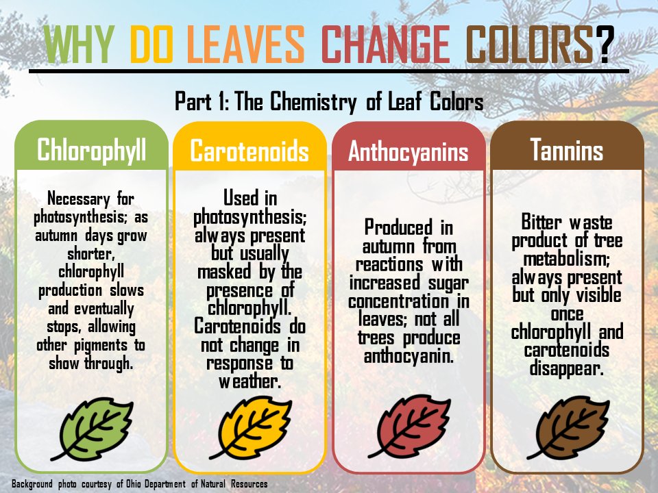 Why do leaves change colour and fall in autumn?, Everyday chemistry