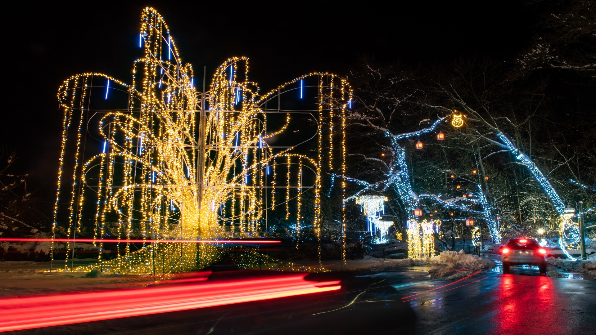 Cleveland Zoo Collects Holiday Lights to Benefit Wildlife