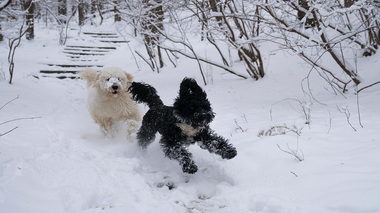 Expert Advice On Keeping Your Dog Safe During Winter Hikes