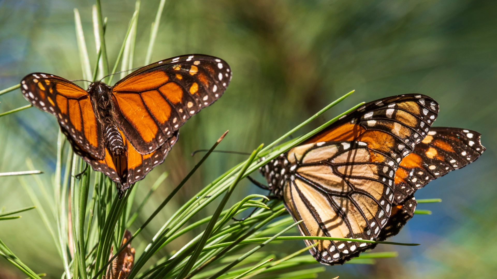 How to help endangered monarch butterflies