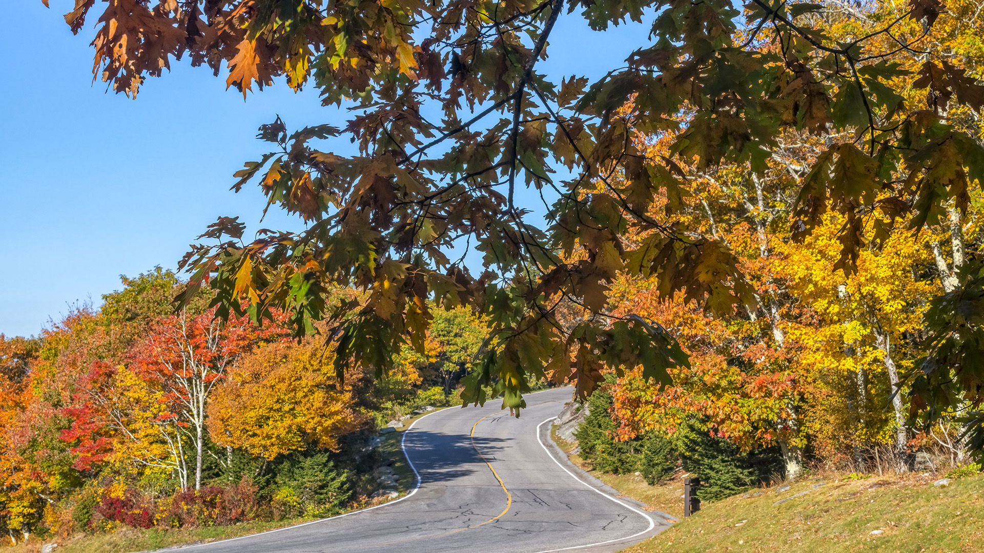 2024 Fall Foliage Outlook