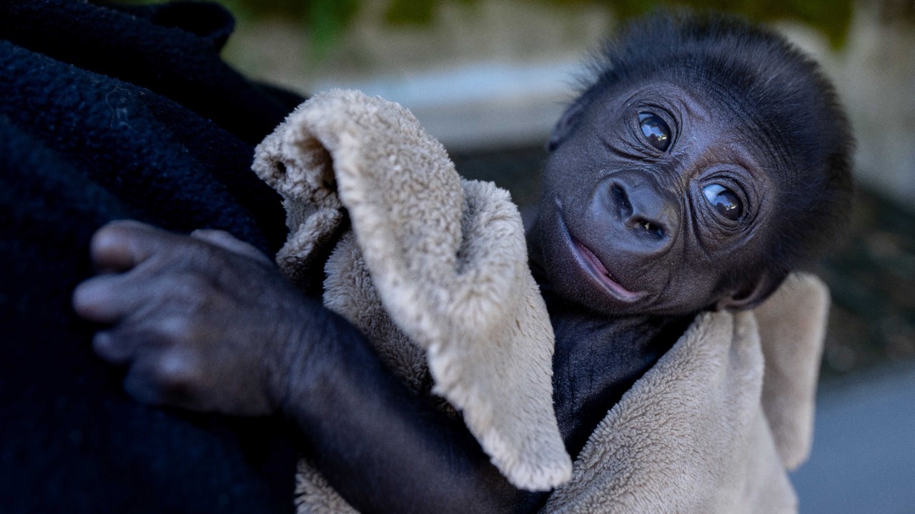 Louisville Zoo welcomes new baby gorilla, Abeo